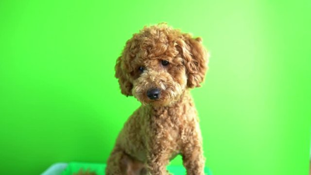 Greenscreen Capture From Red Poodle