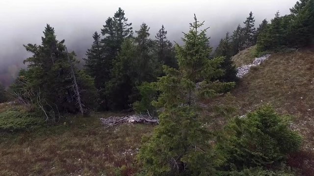 Jura in France in the clouds at a forest.