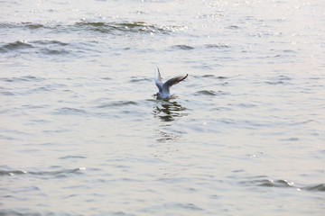 Seagulls flying on the sea