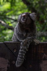 Sagui monkey (Callithrix jacchus)