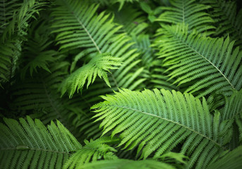 beautiful brught green fern background