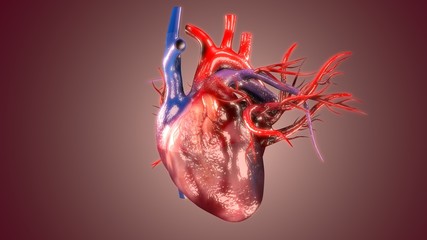 3D Illustration of Human Body Organs Heart Anatomy