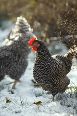 Speckled gray hen on a sunny day against a background of a snow-covered garden close-up.