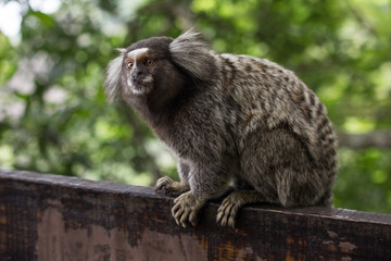 Sagui monkey (Callithrix jacchus)