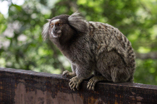Sagui monkey (Callithrix jacchus)