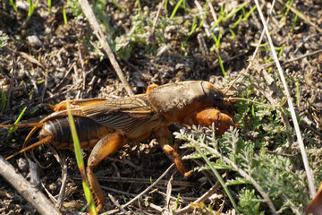 Macro adult Caucasian fen-cricket Gryllotalpa gryllotalpa