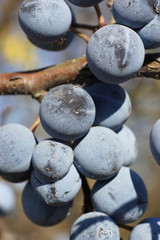 Close-up of ripe blackthorn Prunus spinosa fruits