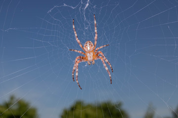 spider on web