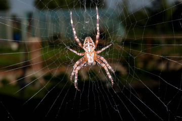 spider on web