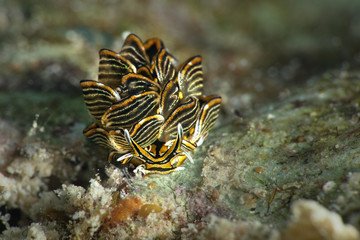 Nudibranch Cyerce sp. Underwater macro photography from Romblon, Philippines