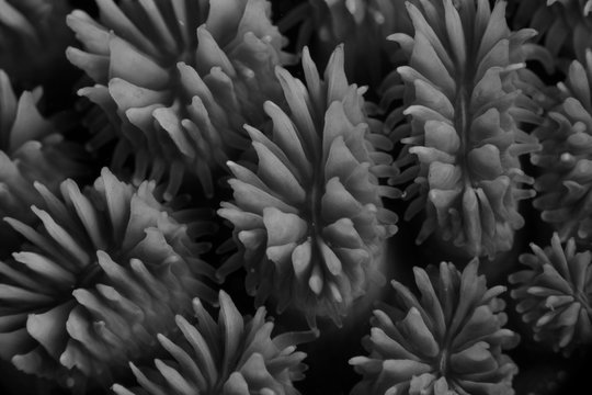 Coral in black and white. Underwater macro photography from Romblon, Philippines