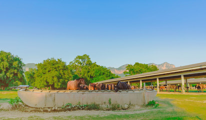Obraz premium Horses eating rice straw at horse farm in evening