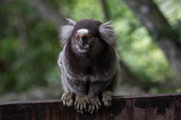 Sagui monkey (Callithrix jacchus)