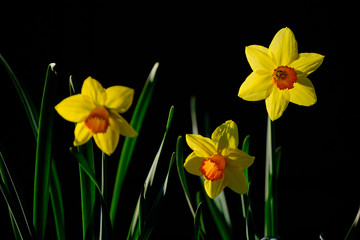 Obraz premium Backlit Daffodils in Garden