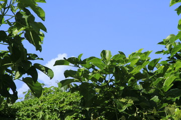 green leaves and blue sky