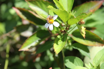 bee on a flower