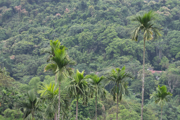 Fototapeta na wymiar The palm trees in the forest
