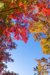 殿ヶ谷戸庭園の紅葉