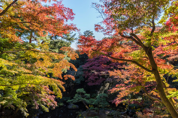 秋の殿ヶ谷戸庭園の風景