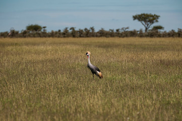 Single grey crowned crane or  Balearica regulorum, standing in green pasture with blurred trees in background, Masai Mara, Kenya