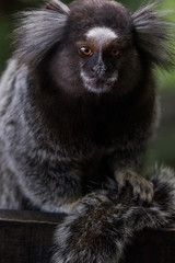 Sagui monkey (Callithrix jacchus)