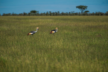 Obraz na płótnie Canvas Pair of grey crowned crane or Balearica regulorum, standing in green pasture with blurred trees in background, Masai Mara, Kenya