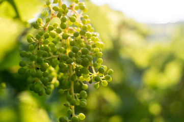 Green unripe green wine grapes cluster in vineyard, winegrowing, soft selective focus