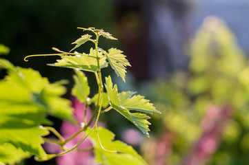 Fresh green vine leaves in vineyard, winegrowing. Summer sun lights, soft selective focus.