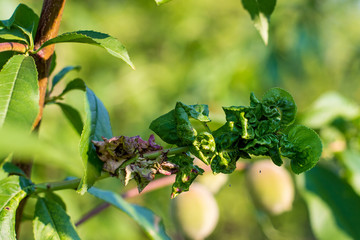 Small unripe green peach on the tree in an orchard, on a sunny day. Concept of organic farming, healthy fresh unprocessed food, paleo diet. Soft selective focus.