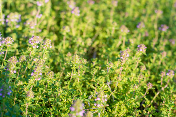 Fresh green organic thyme plant (Thymus Vulgaris) in farm garden. Herbal medicine, food ingredient. Soft selective focus.
