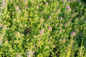 Fresh green organic thyme plant (Thymus Vulgaris) in farm garden. Herbal medicine, food ingredient. Soft selective focus.