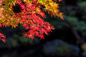 殿ヶ谷戸庭園の紅葉