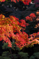 殿ヶ谷戸庭園の紅葉
