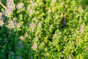Fresh green organic thyme plant (Thymus Vulgaris) in farm garden. Herbal medicine, food ingredient. Soft selective focus.
