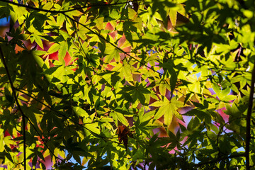 殿ヶ谷戸庭園の紅葉