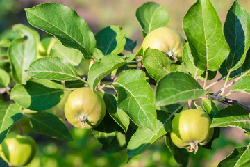 Green unripe apple on the tree in summer day. The fruits of green apple grow on a branch in the garden. Soft selective focus.
