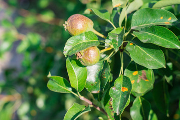 Pear leaves with red spots damaged by fungal heteroecious plant pathogen juniper pear rust Gymnosporangium sabinae on tree close up