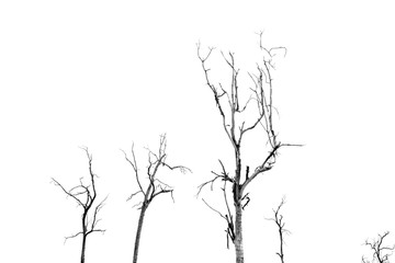 Dead Tree without Leaves