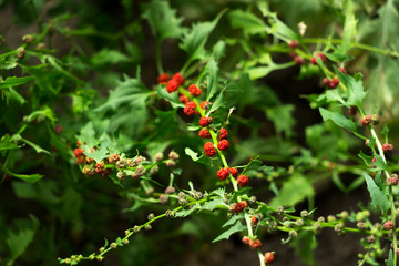 Leafy goosefoot (Blitum virgatum syn. Chenopodium foliosum). Strawberry spinach is a exotic red berries with a green leaf.  Vegan lifestyle, harvest time.