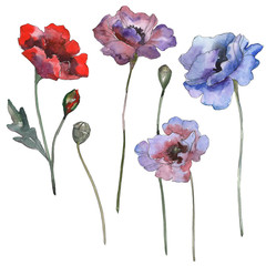 Poppy floral botanical flowers. Watercolor background illustration set. Isolated poppies illustration element.