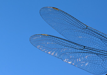 dragonfly wings abstract wildlife