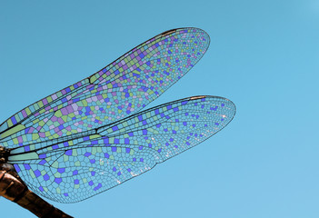 dragonfly wings abstract wildlife - 276272561