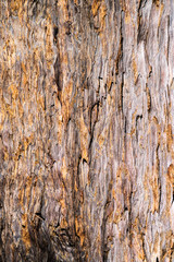 rich texture of orange brown redwood bark wood use as natural background