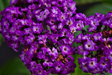 purple heliotrope flowers on a black background