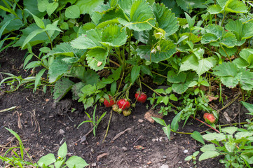 Ripe strawberries after the rain in the garden.