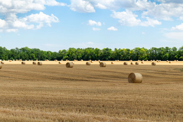 Fototapeta premium harvested cereal wheat barley rye grain field, with haystacks straw bales stakes round shape on the cloudy blue sky background, agriculture farming rural economy agronomy concept