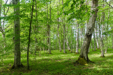 Bright green deciduous forest with hornbeam trees by spring season