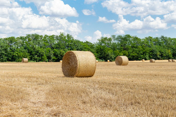 harvested cereal wheat barley rye grain field, with haystacks straw bales stakes round shape on the cloudy blue sky background, agriculture farming rural economy agronomy concept