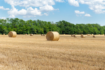 harvested cereal wheat barley rye grain field, with haystacks straw bales stakes round shape on the cloudy blue sky background, agriculture farming rural economy agronomy concept