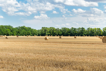 Fototapeta premium harvested cereal wheat barley rye grain field, with haystacks straw bales stakes round shape on the cloudy blue sky background, agriculture farming rural economy agronomy concept